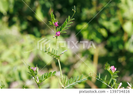 卡拉蘇諾豌豆 卡拉蘇諾豌豆 139734816