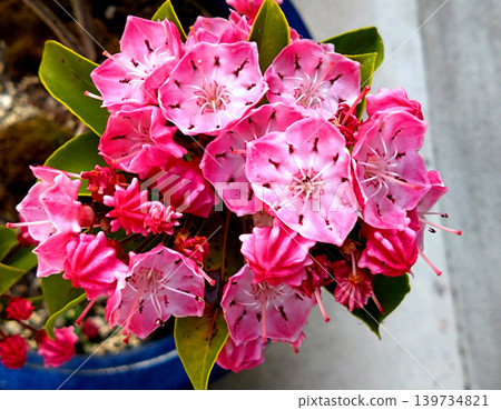 The lovely pink flowers of the Kalmia bloom beautifully. The lovely pink flowers of the Kalmia bloom beautifully. 139734821
