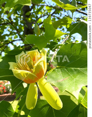 略顯獨特的鬱金香樹花 略顯獨特的鬱金香樹花 139735047