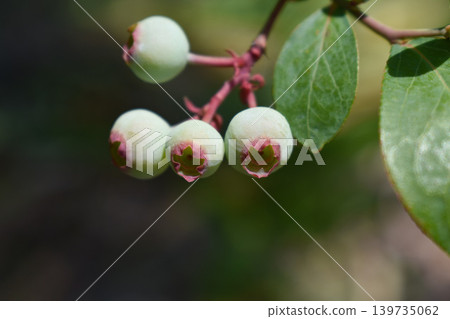 Young fruit of blueberries Young fruit of blueberries 139735062