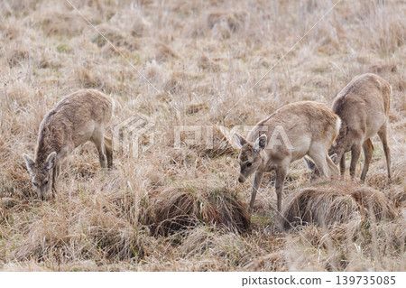 Ezoshika eating grass Ezoshika eating grass 139735085