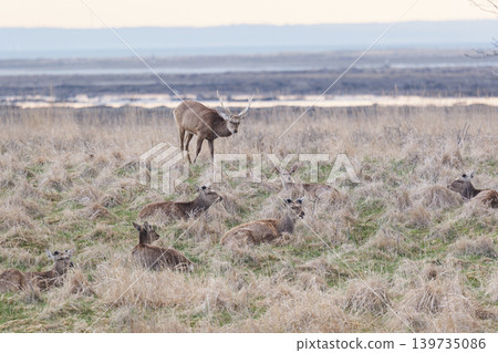 Ezoshika eating grass 139735086