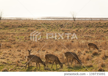 Ezoshika eating grass Ezoshika eating grass 139735091