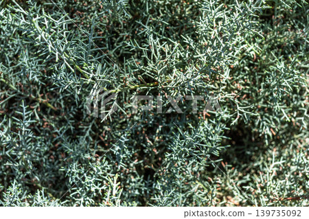 Close-up of green foliage with fine needle-like leaves in sunlight Close-up of green foliage with fine needle-like leaves in sunlight 139735092