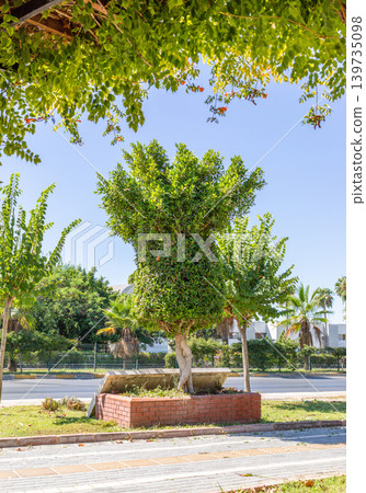 Ornamental tree with lush foliage in landscaped urban park setting Ornamental tree with lush foliage in landscaped urban park setting 139735098