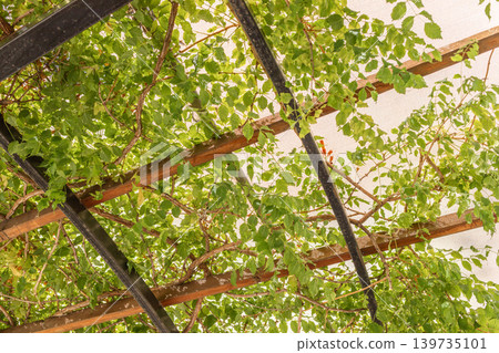 Green leaves growing on wooden trellis structure in bright sunlight Green leaves growing on wooden trellis structure in bright sunlight 139735101