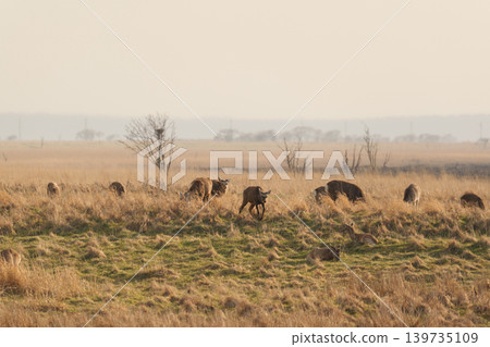 Ezoshika eating grass Ezoshika eating grass 139735109