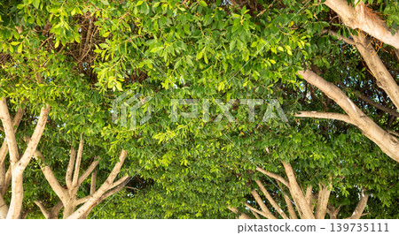 Dense lush green crowns of trees. View from below to dense foliage of southern trees Dense lush green crowns of trees. View from below to dense foliage of southern trees 139735111