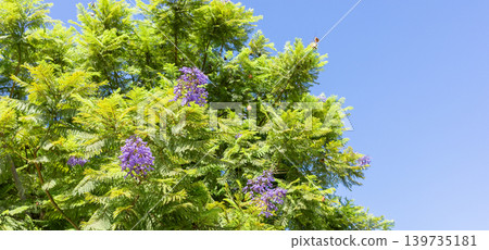 Jacaranda tree with purple flowers against clear blue sky Jacaranda tree with purple flowers against clear blue sky 139735181