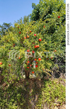 Pomegranate tree with ripe fruit against clear blue sky background Pomegranate tree with ripe fruit against clear blue sky background 139735196