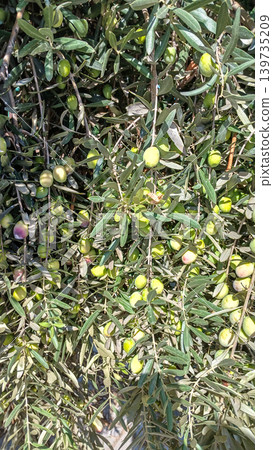 Olive tree branches with ripe and unripe olives in natural setting Olive tree branches with ripe and unripe olives in natural setting 139735209
