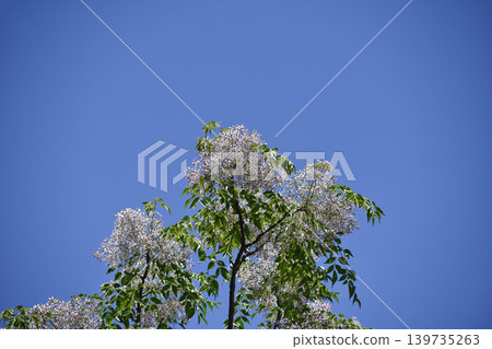 Sendan Flower Sendan Flower 139735263