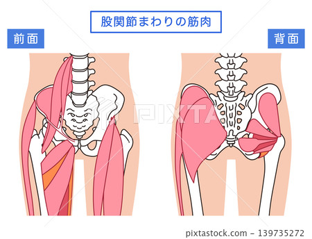 臀部和髖關節周圍的肌肉 139735272
