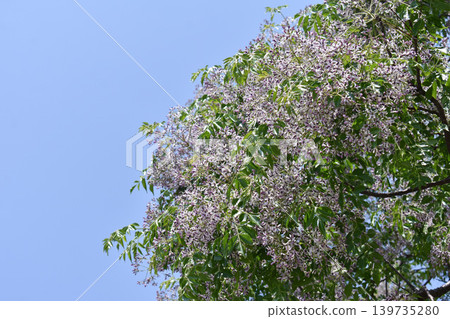 仙丹花 仙丹花 139735280