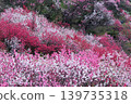 The vibrant colors of peach blossoms in Teramura, Niyodogawa Town, Kochi Prefecture 139735318