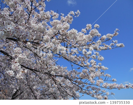 春天和櫻花藍天在盛開 春天和櫻花藍天在盛開 139735330
