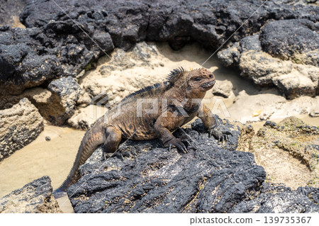 Marine iguana on rocks at Puerto Villamil beach, Galapagos, Ecuador Marine iguana on rocks at Puerto Villamil beach, Galapagos, Ecuador 139735367