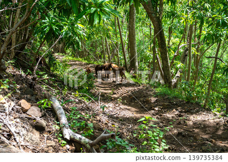 Herd of goats near Anaho Bay, Nuku Hiva, French Polynesia, Marquesas Islands Herd of goats near Anaho Bay, Nuku Hiva, French Polynesia, Marquesas Islands 139735384