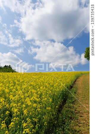 Nanohakura Takahara Nanohana農田 Nanohakura Takahara Nanohana農田 139735418