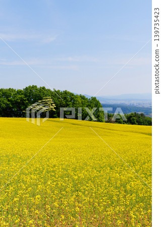 Nanohakura Takahara Nanohana農田 Nanohakura Takahara Nanohana農田 139735423
