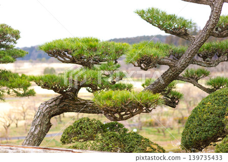 The beautiful sight of pine trees in the gardens of Mito Kairakuen in spring. The beautiful sight of pine trees in the gardens of Mito Kairakuen in spring. 139735433