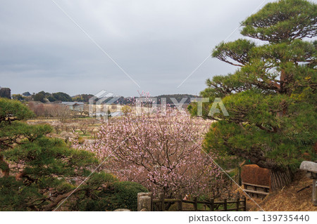 春天,水戶喜樂園的松樹景色優美。 春天,水戶喜樂園的松樹景色優美。 139735440
