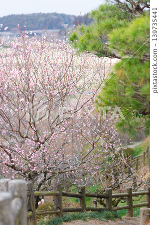 春天,水戶喜樂園的松樹景色優美。 春天,水戶喜樂園的松樹景色優美。 139735441