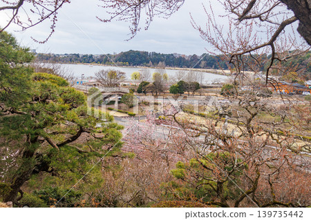 The beautiful sight of pine trees in the gardens of Mito Kairakuen in spring. The beautiful sight of pine trees in the gardens of Mito Kairakuen in spring. 139735442