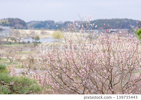 The beautiful sight of pine trees in the gardens of Mito Kairakuen in spring. The beautiful sight of pine trees in the gardens of Mito Kairakuen in spring. 139735443