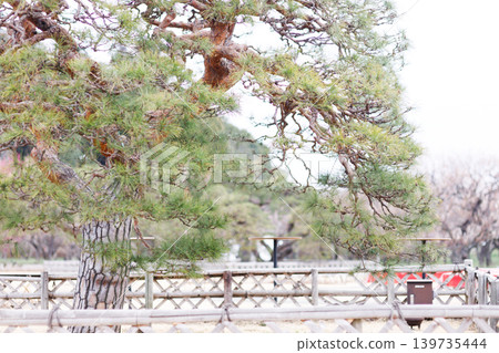 The beautiful sight of pine trees in the gardens of Mito Kairakuen in spring. The beautiful sight of pine trees in the gardens of Mito Kairakuen in spring. 139735444