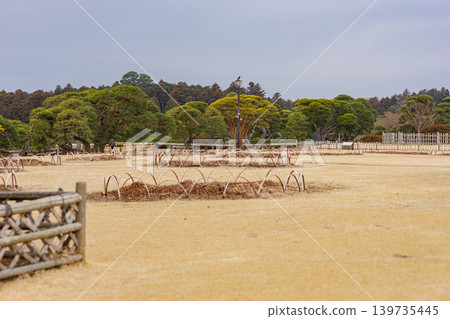 The beautiful sight of pine trees in the gardens of Mito Kairakuen in spring. The beautiful sight of pine trees in the gardens of Mito Kairakuen in spring. 139735445