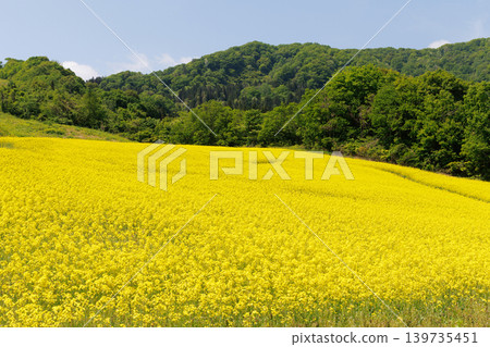 Nanohakura Takahara Nanohana Farm Field Nanohakura Takahara Nanohana Farm Field 139735451