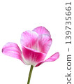 Realistic beautiful Pink tulip flower branch on isolated background 139735661