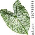 green leaf of grape 139735663