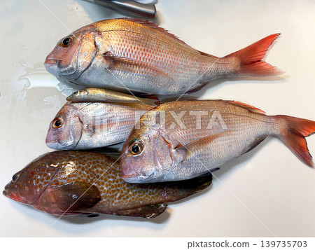 Red sea bream and rockfish fishing catch set Red sea bream and rockfish fishing catch set 139735703
