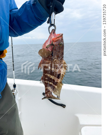 A grouper caught on board the boat 139735710