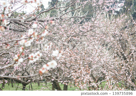 Although slightly past the peak season, the late-blooming plum trees are in full bloom in this plum orchard. Although slightly past the peak season, the late-blooming plum trees are in full bloom in this plum orchard. 139735896