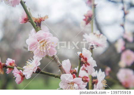 Although slightly past the peak season, the late-blooming plum trees are in full bloom in this plum orchard. Although slightly past the peak season, the late-blooming plum trees are in full bloom in this plum orchard. 139735919