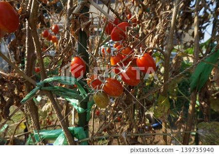 Tomato Tomato 139735940