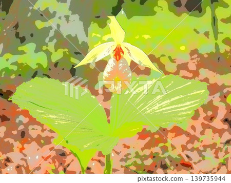 大花杓蘭(AFR20260506103505) 大花杓蘭(AFR20260506103505) 139735944