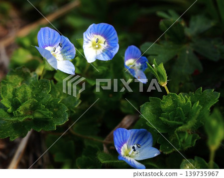 The blue flowers of Veronica persica bloom on the Arakawa riverbed in spring. The blue flowers of Veronica persica bloom on the Arakawa riverbed in spring. 139735967