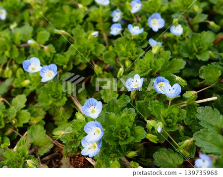 The blue flowers of Veronica persica bloom on the Arakawa riverbed in spring. The blue flowers of Veronica persica bloom on the Arakawa riverbed in spring. 139735968