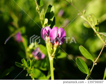 春天,荒川河畔盛開的粉紅毛茛花 春天,荒川河畔盛開的粉紅毛茛花 139736087
