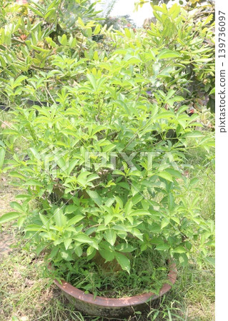Adansonia digitata, the African baobab plant on farm Adansonia digitata, the African baobab plant on farm 139736097
