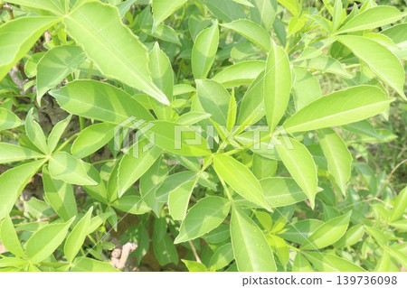 Adansonia digitata, the African baobab plant on farm 139736098