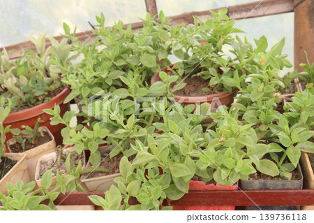 Baby sun rose flower plant on hanging pot in nursery 139736118