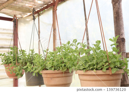 Baby sun rose flower plant on hanging pot in nursery Baby sun rose flower plant on hanging pot in nursery 139736120