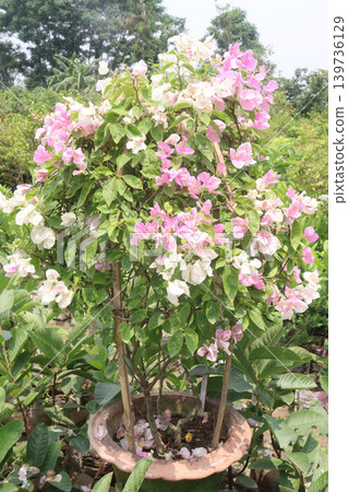 Bougainvillea flower plant on farm Bougainvillea flower plant on farm 139736129