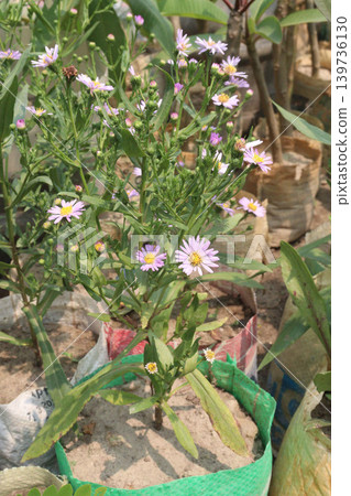 Aster amellus, the European Michaelmas daisy, is a perennial herbaceous flower plant 139736130