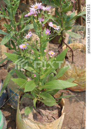 Aster amellus, the European Michaelmas daisy, is a perennial herbaceous flower plant 139736131